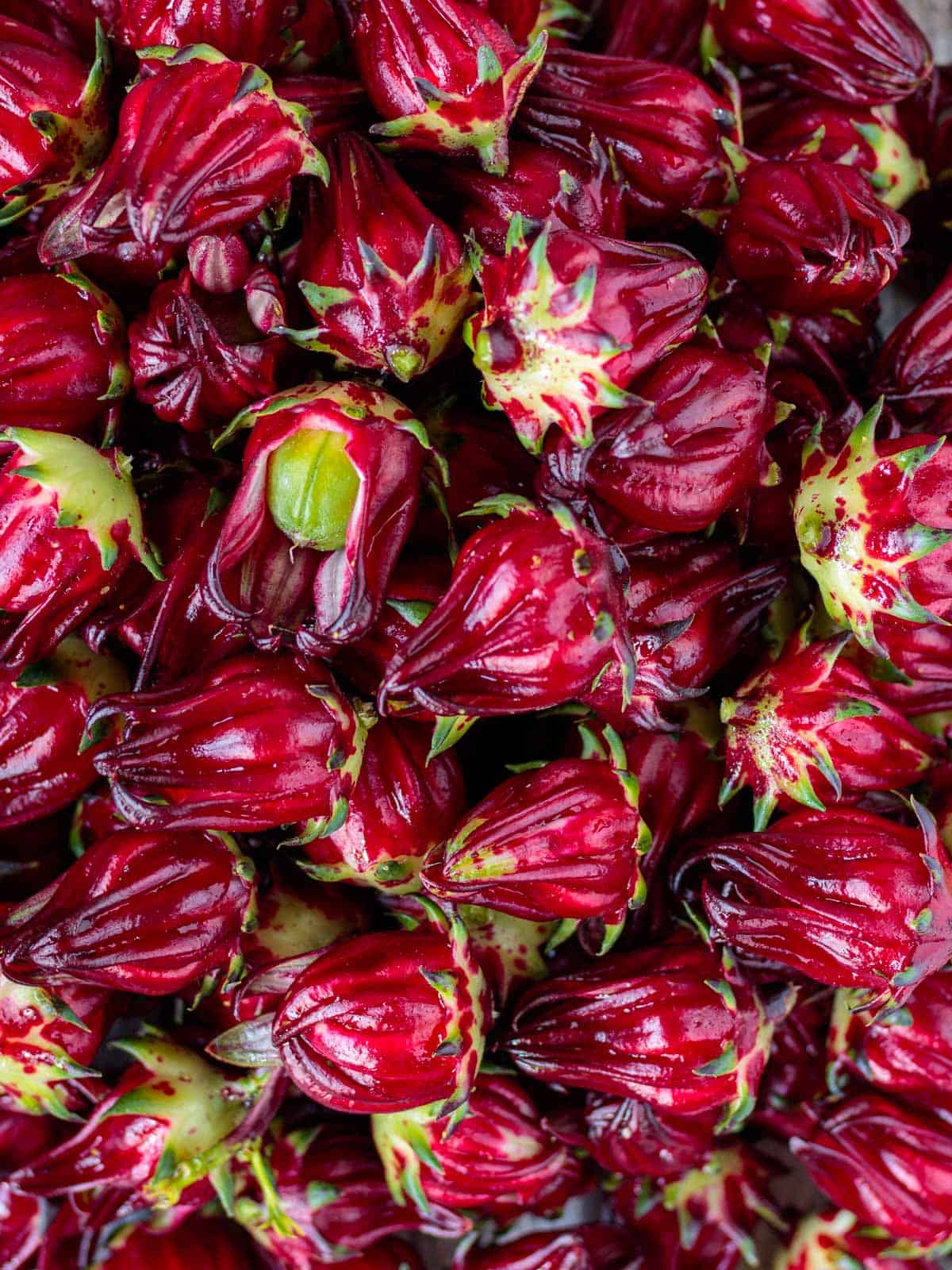 Red calyces of the Jamaican sorrel  tree.