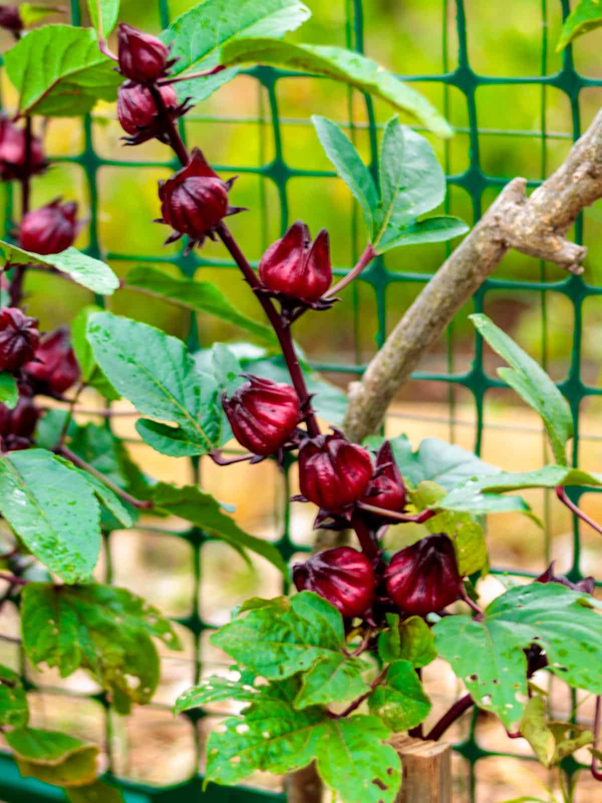 Young Jamaican sorrel plant that self-seeds in garden.