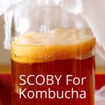 Pinterest graphic with photo of a SCOBY in a jar.