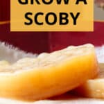 Pinterest graphic with labeled photo of two thick SCOBYs.