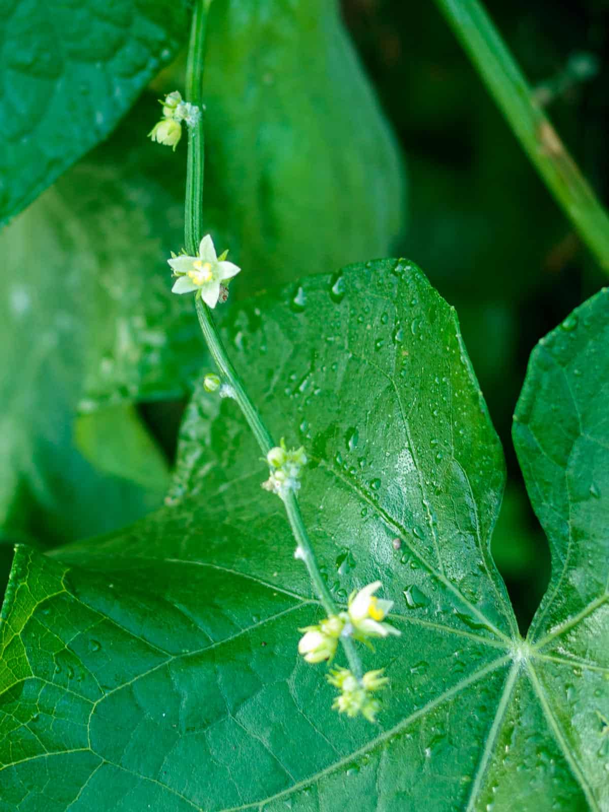 Tiny yellow and white flowers shown with dark green leaves in background.