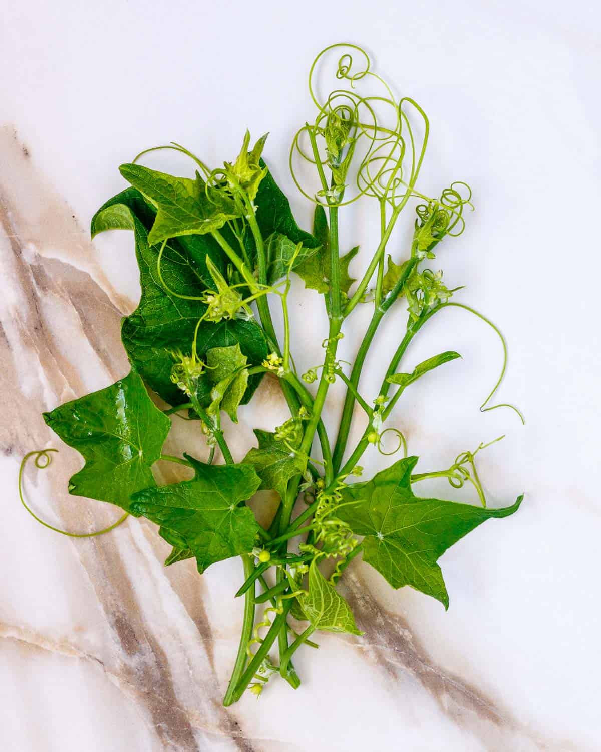 Chayote shoots and tendrils on a tile