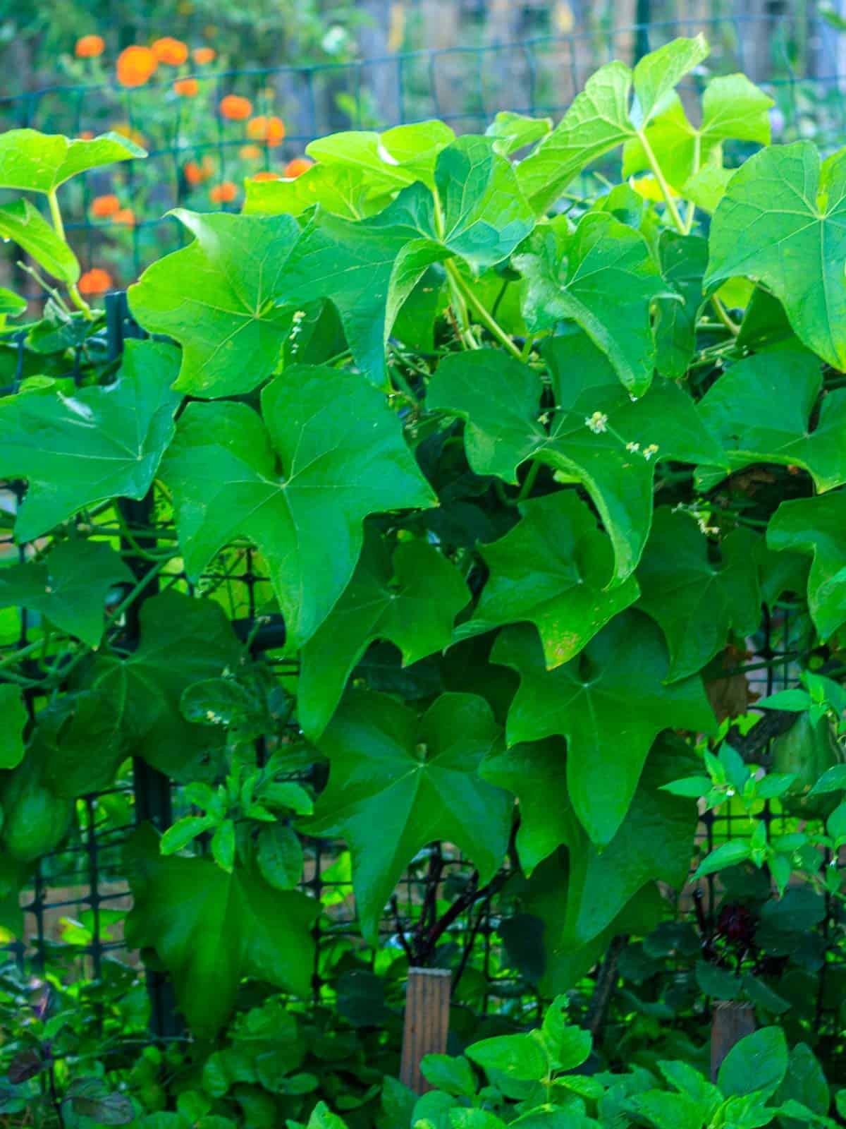 Lush leafy foliage of chayote plant growing on a fence.