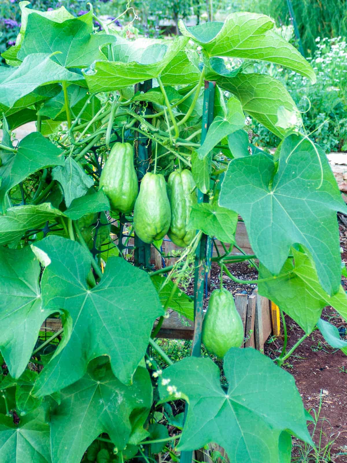 Four chayote squash hanging on the vine of garden plant.