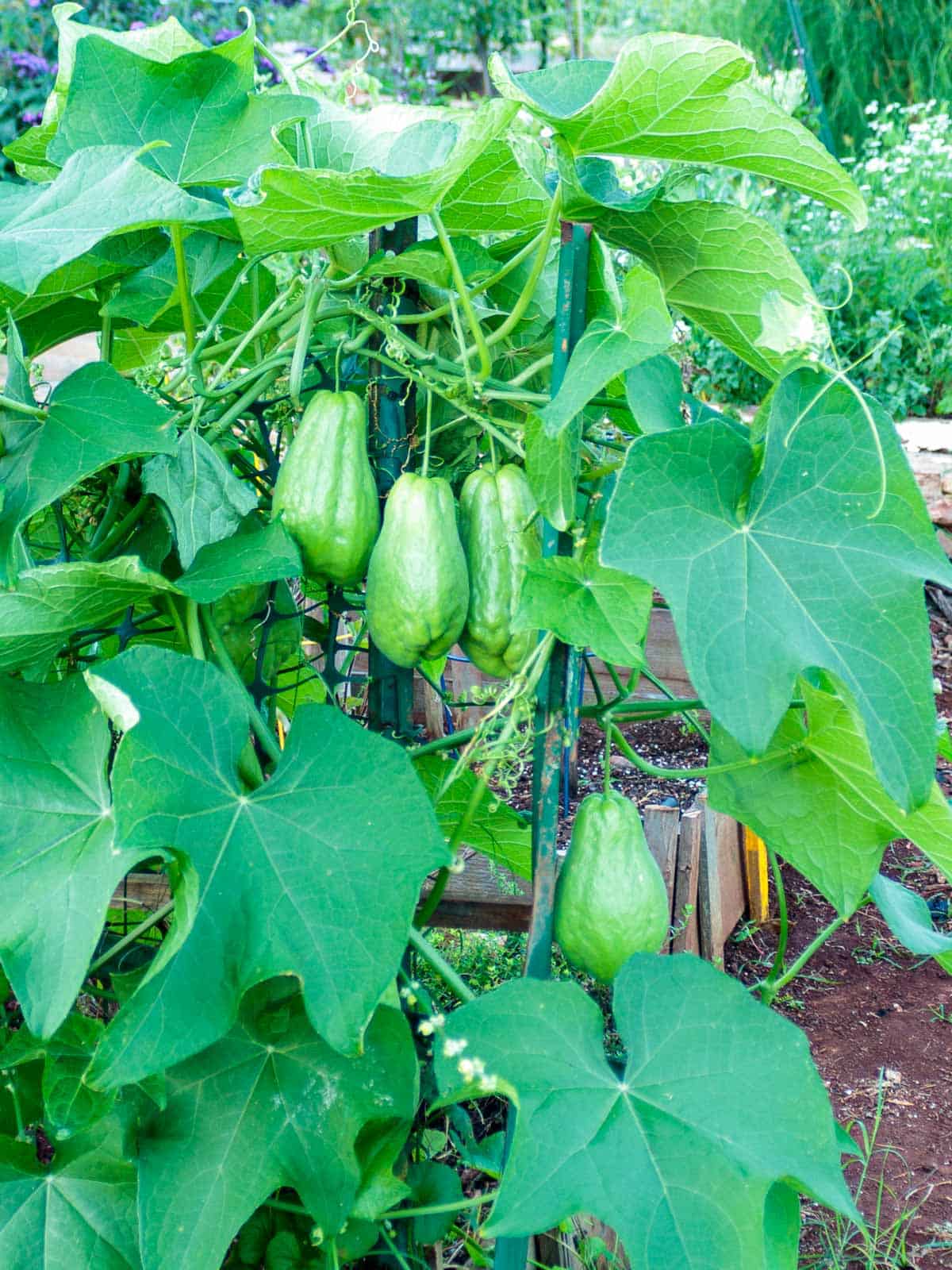 chayote fruit