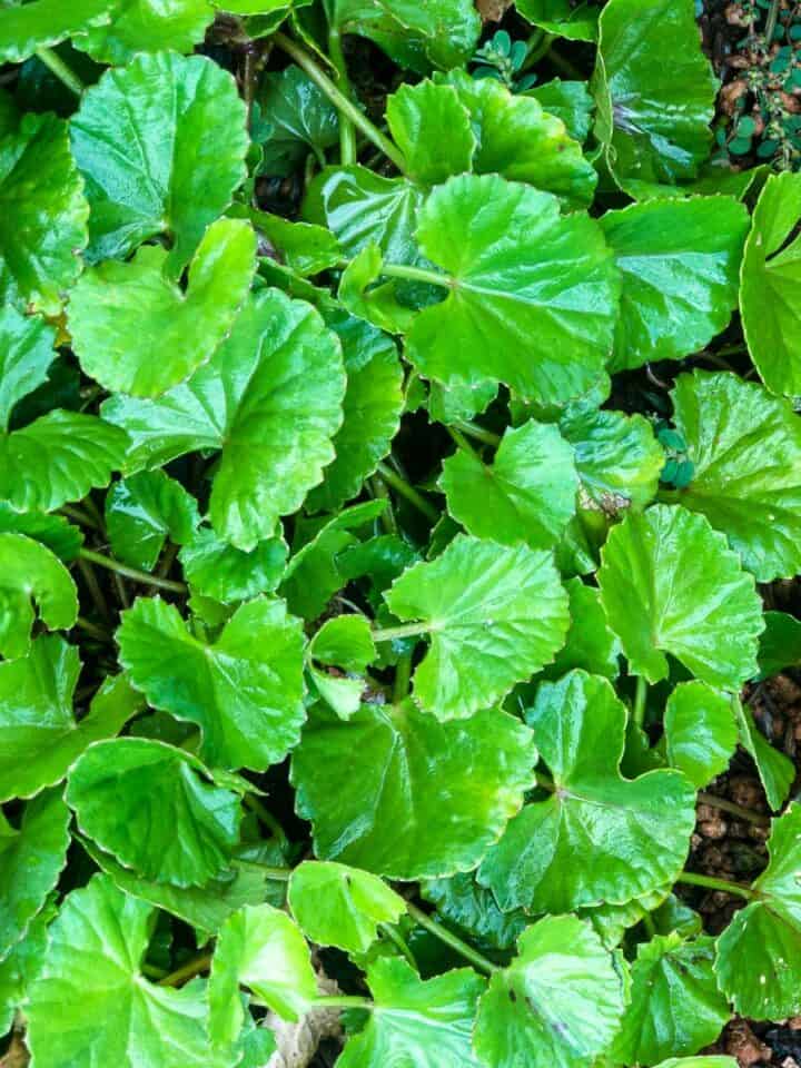 Patch of thick growing ground cover gotu kola.