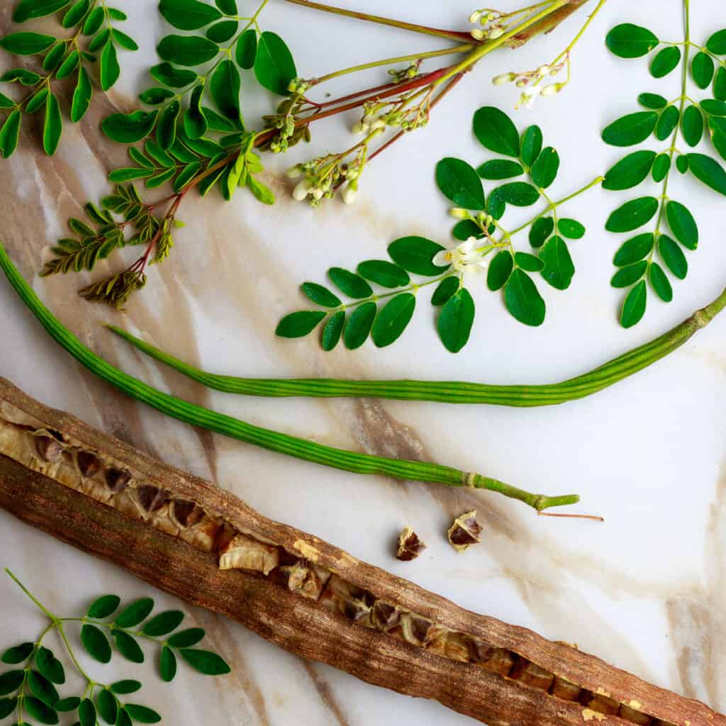 Moringa plant leaves, flowers, pods and seeds.