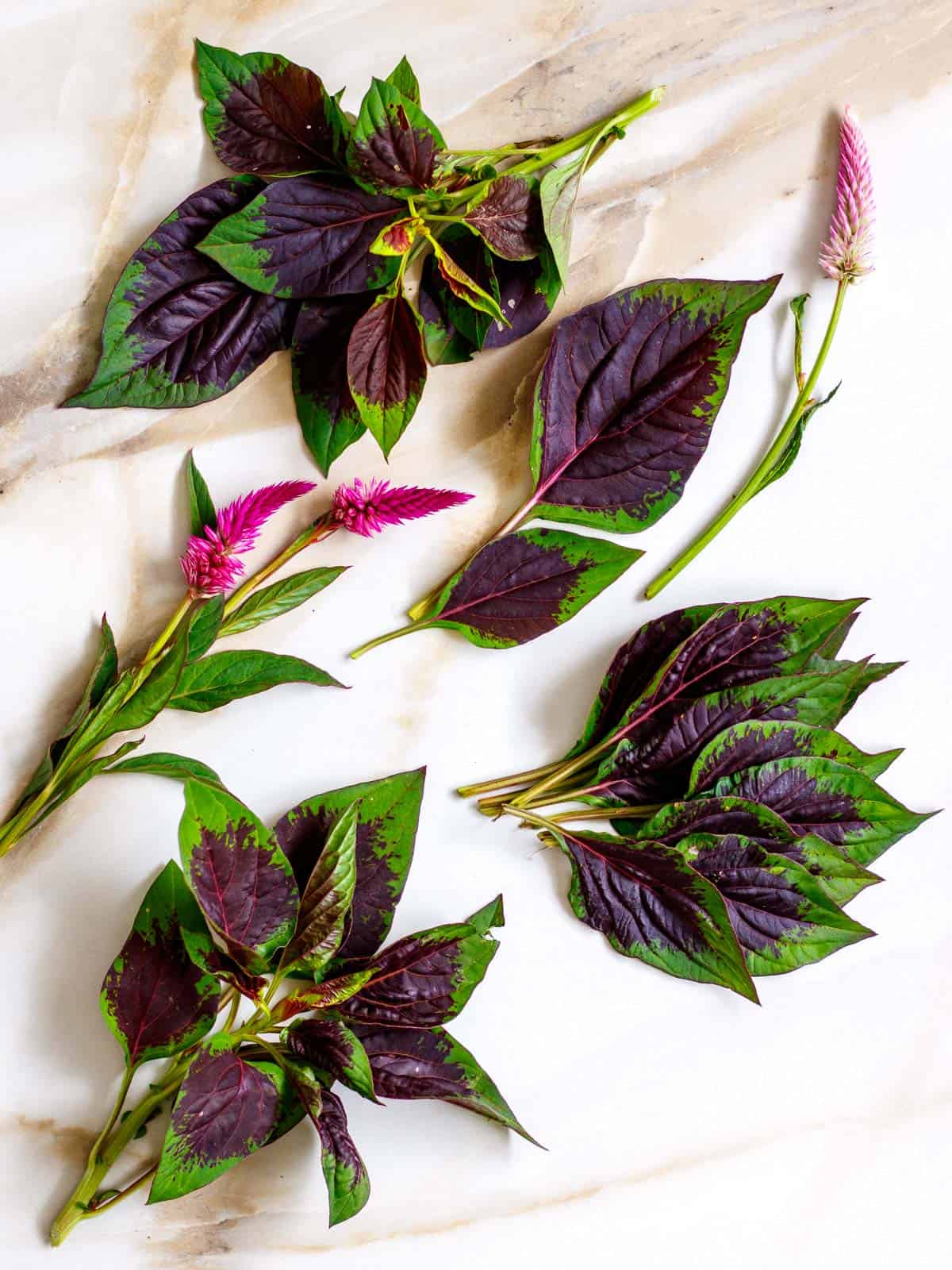 Flowers and leaves of edible purple amaranth.