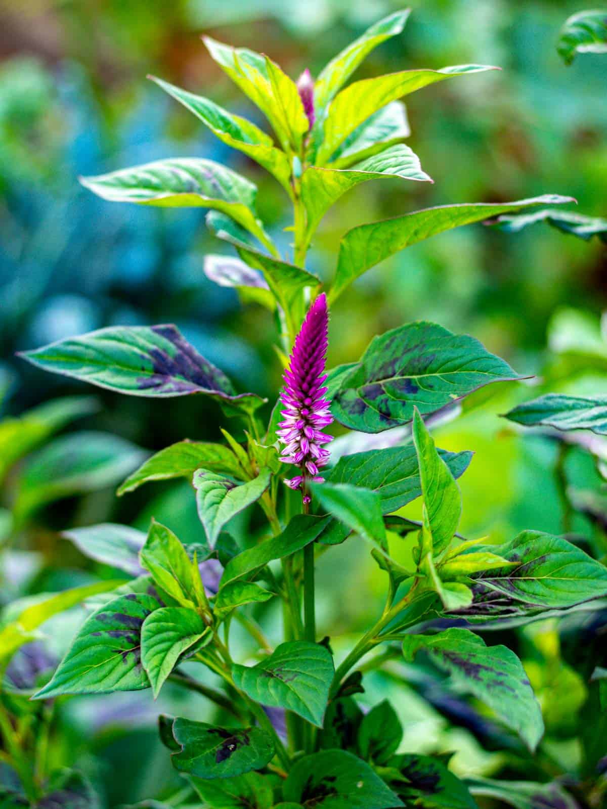 Lagos spinach is easy to grow and has beautiful flowers.