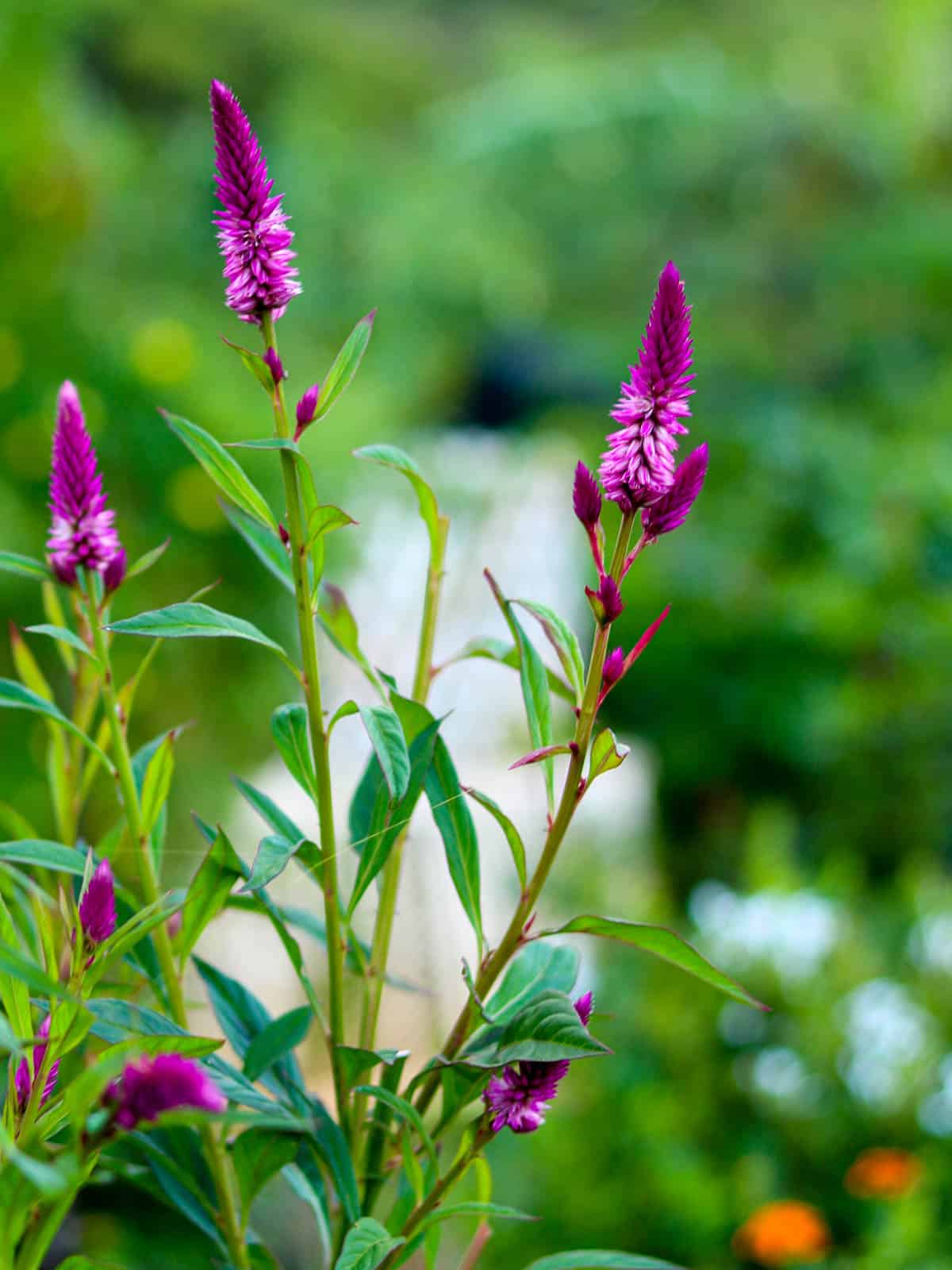 Celosia argentea flowers for fresh or dried boquets.