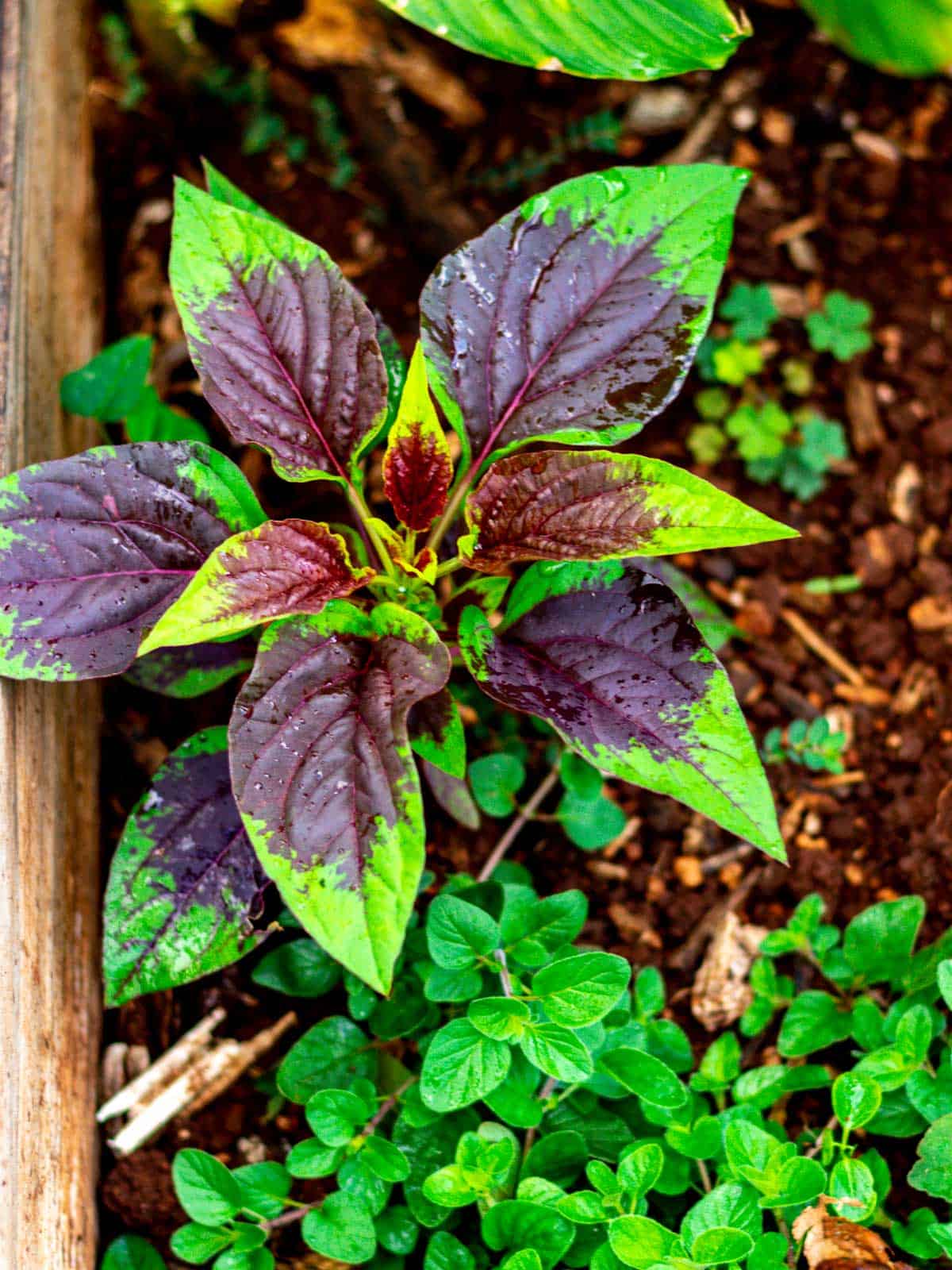 Young Nigerian spinach plant growing in garden.