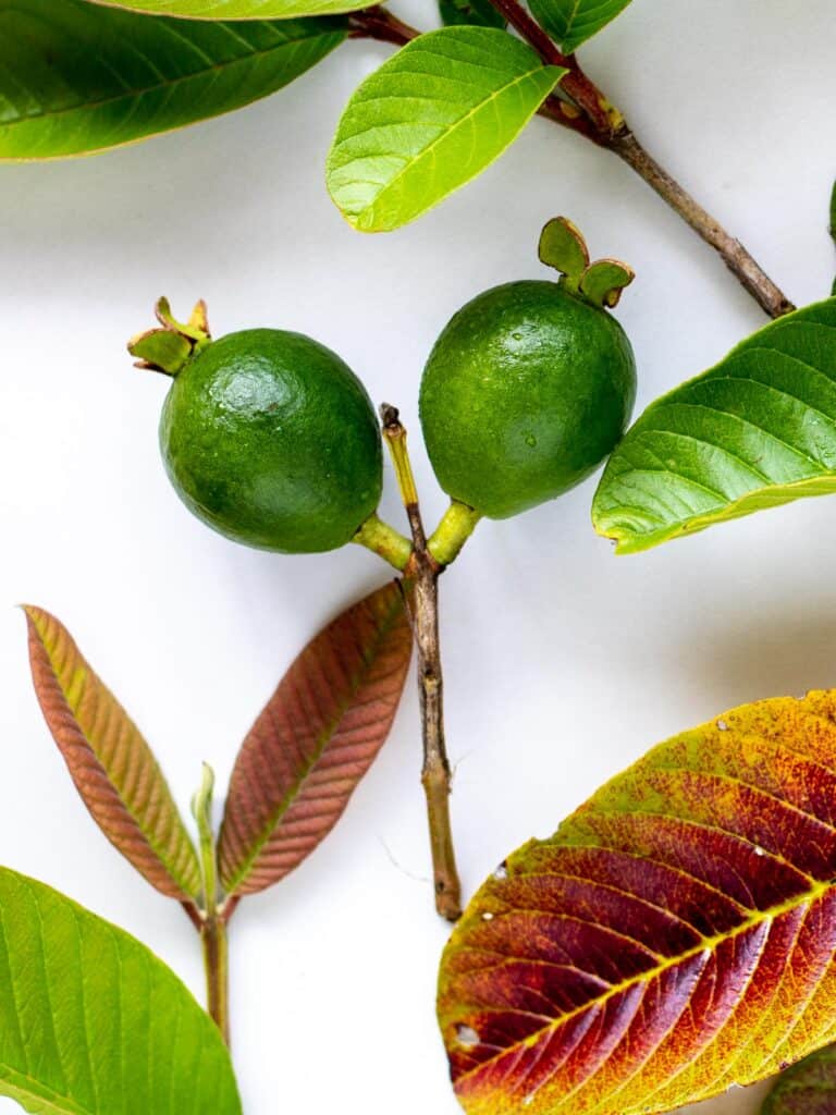 Branch with two marble sized unripe guava fruits and multicolored guava leaves.