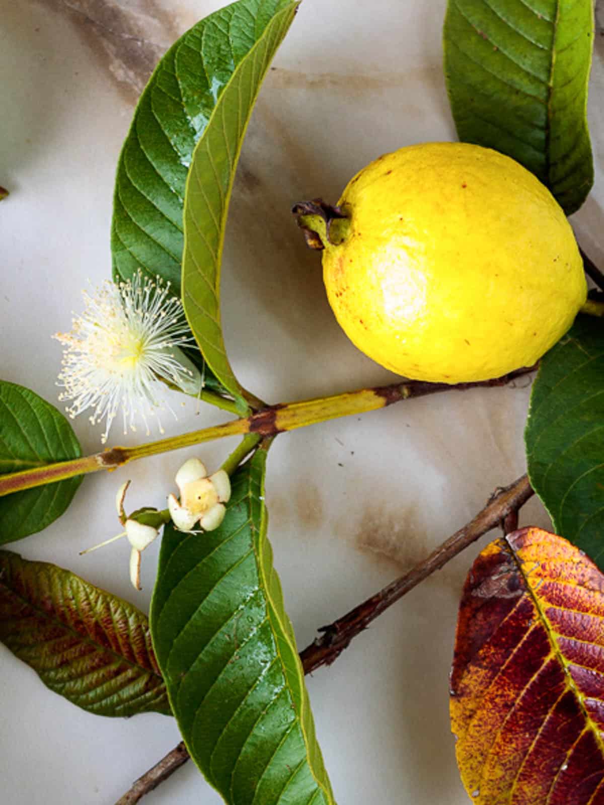 Bright yellow guava fruit on a branch with feathery white flower.