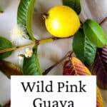 Wild pink guava on a branch with leaves on flowers.