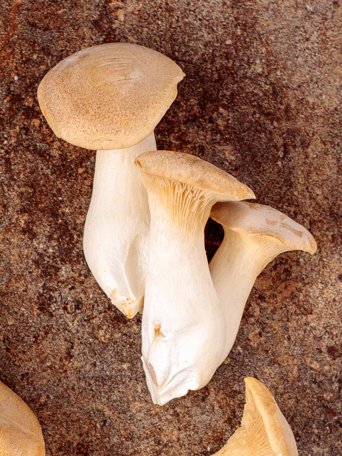 Hamakua king oyster mushrooms also called trumpet mushrooms.