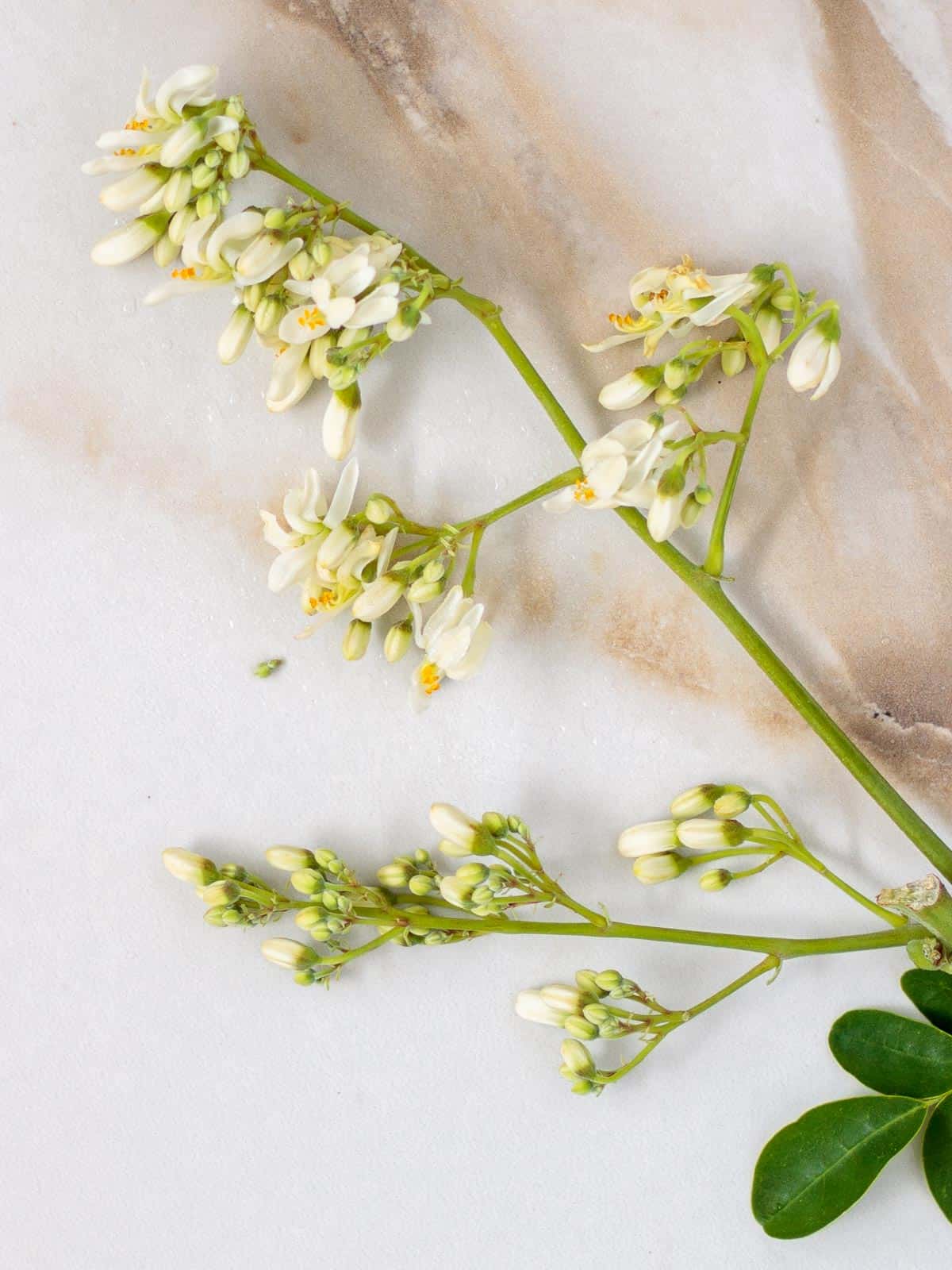 Moringa blossoms from tree.