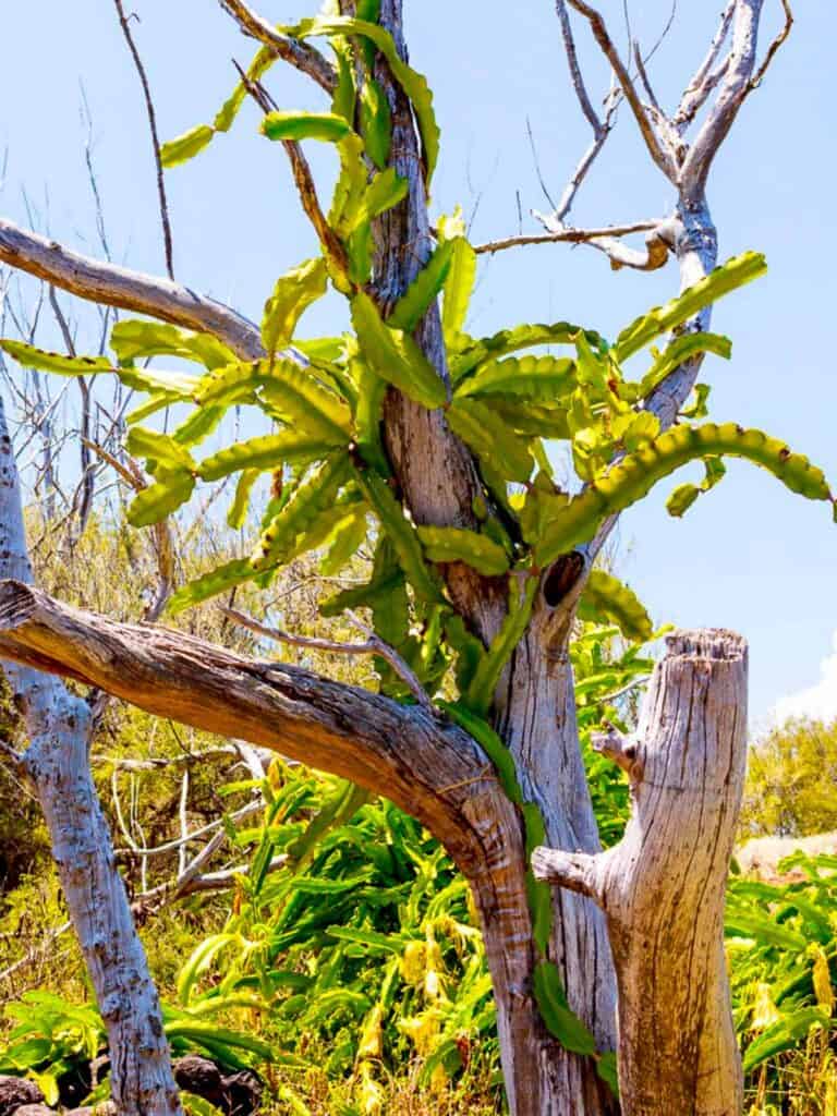 Dragonfruit climbing tree.