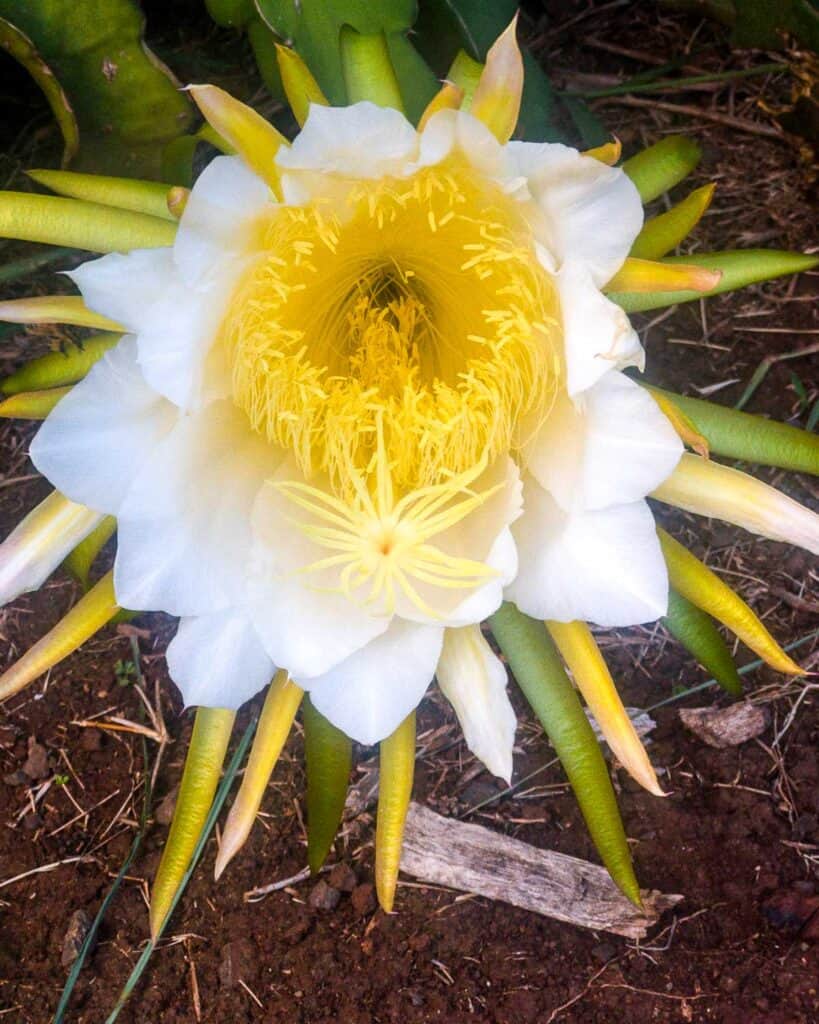 Night blooming hylocereus undated.