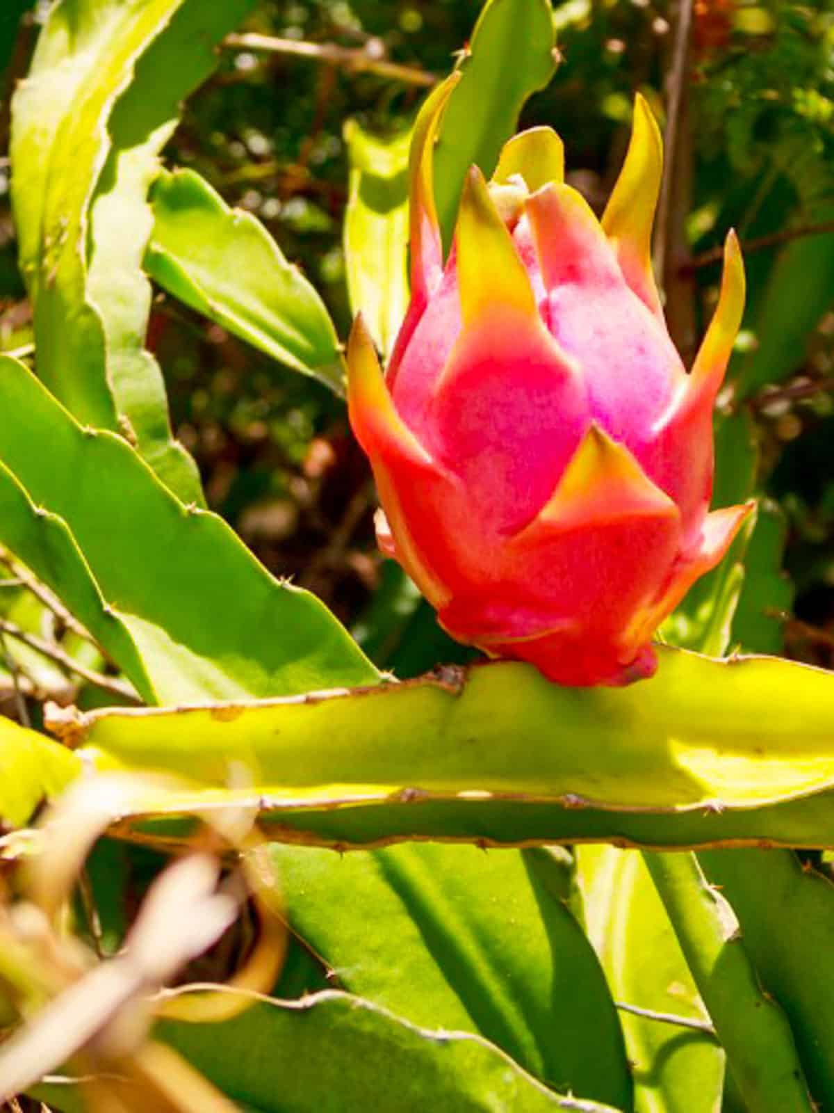 Pink dragonfruit growing wild on the vine.