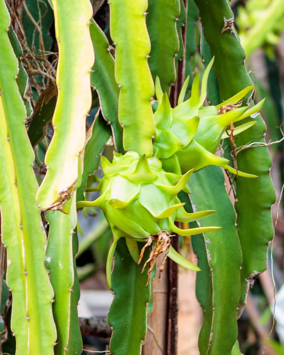 Pitaya fruit growing on the vine.