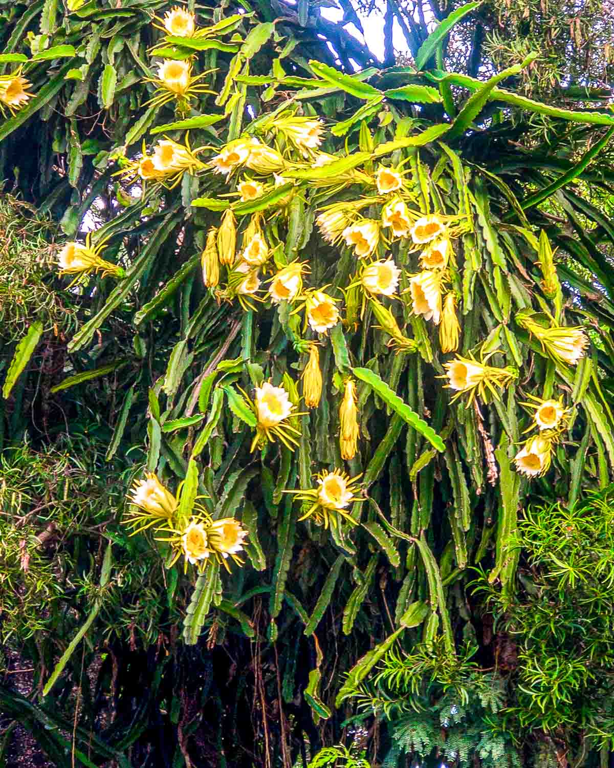 Dragon store fruit flower