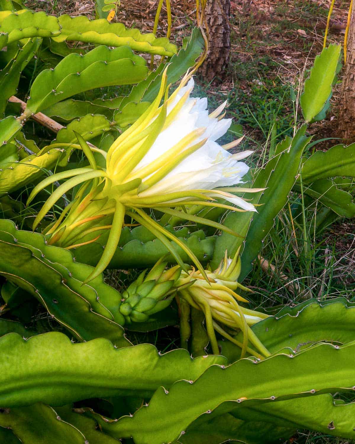 white dragon fruit plant