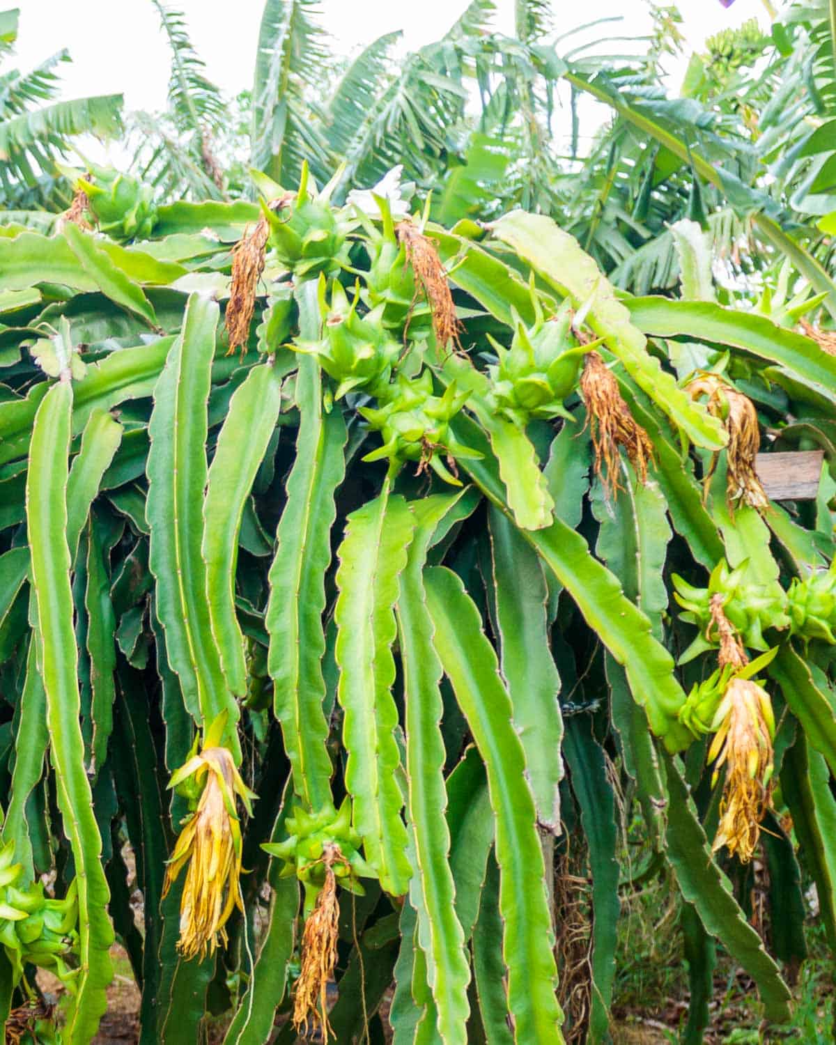 Dragon fruit plant with drooping flowers.