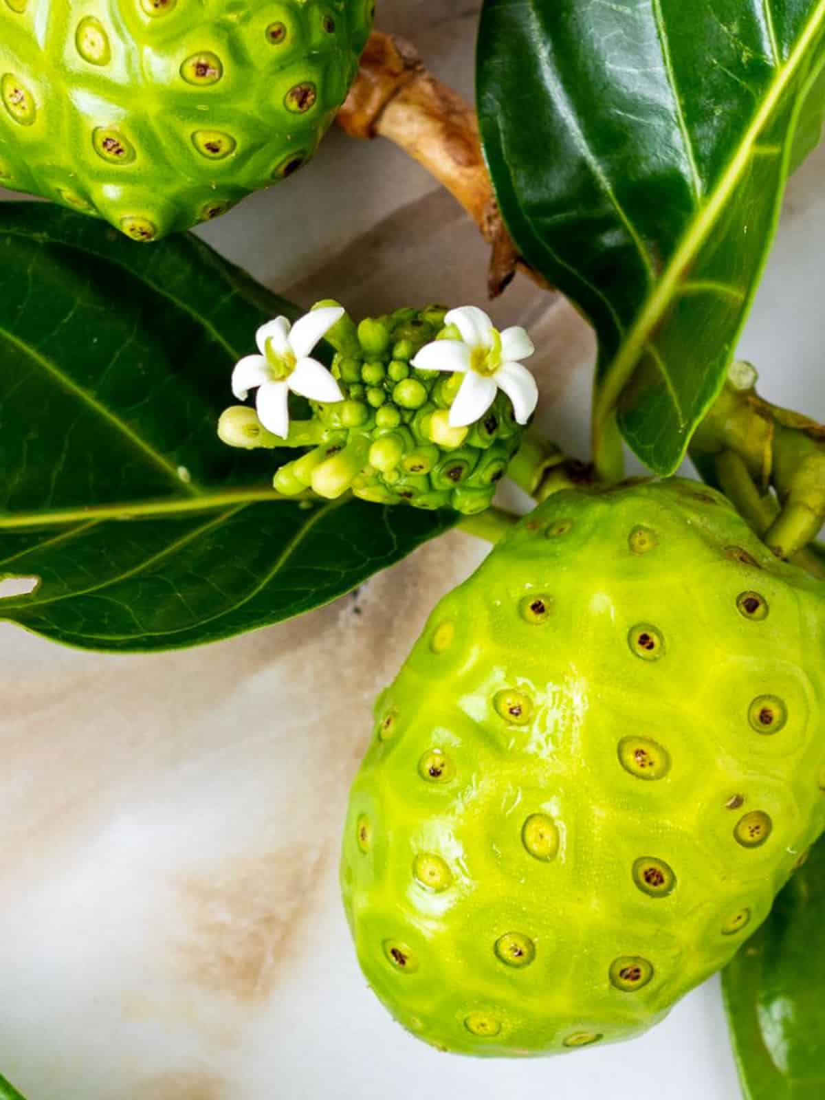 Morinda citrifolia flowers are small, white and tubular.