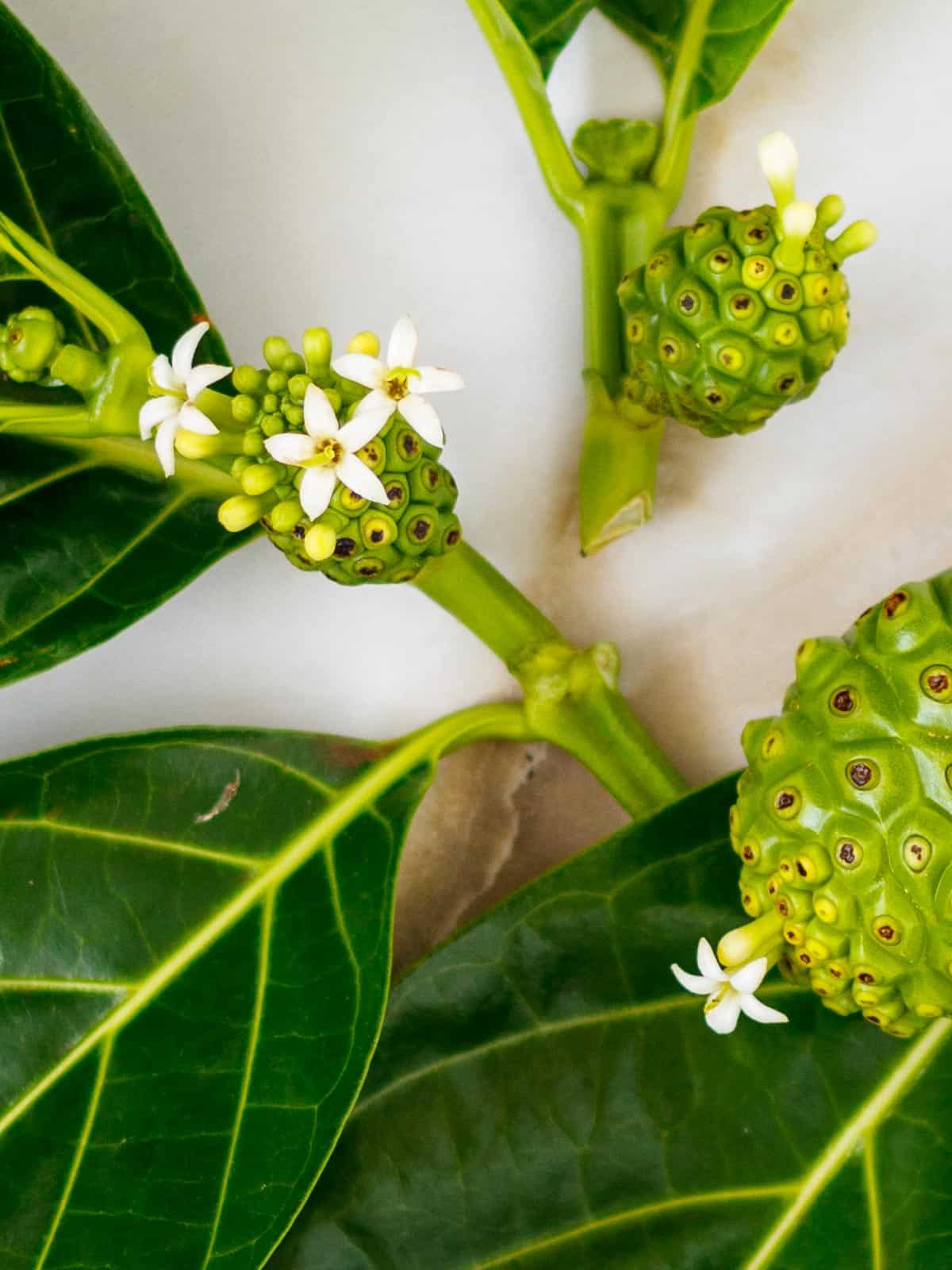 Noni flowers protrude from fruit.
