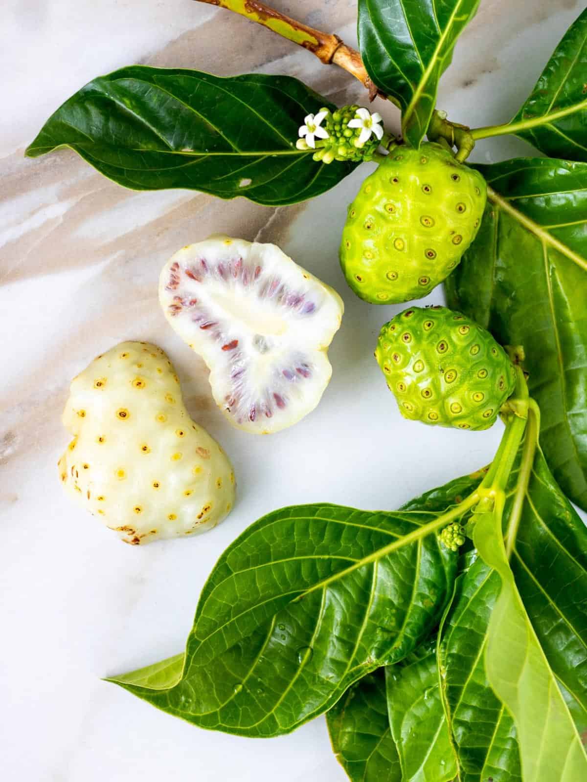 Noni plant has bumpy fruit with seeds.