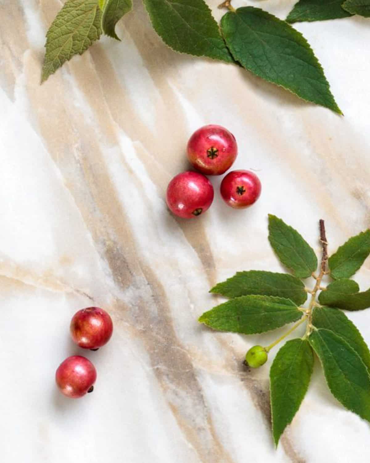 Five tiny red tropical frut tree berriws on a tile with green leaves.