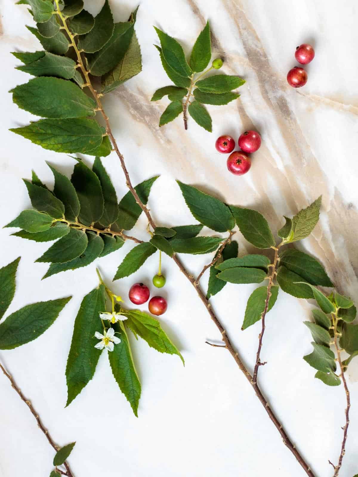 Jamaica cherry tree has shiny pink berries that look like small Christmas ornaments.