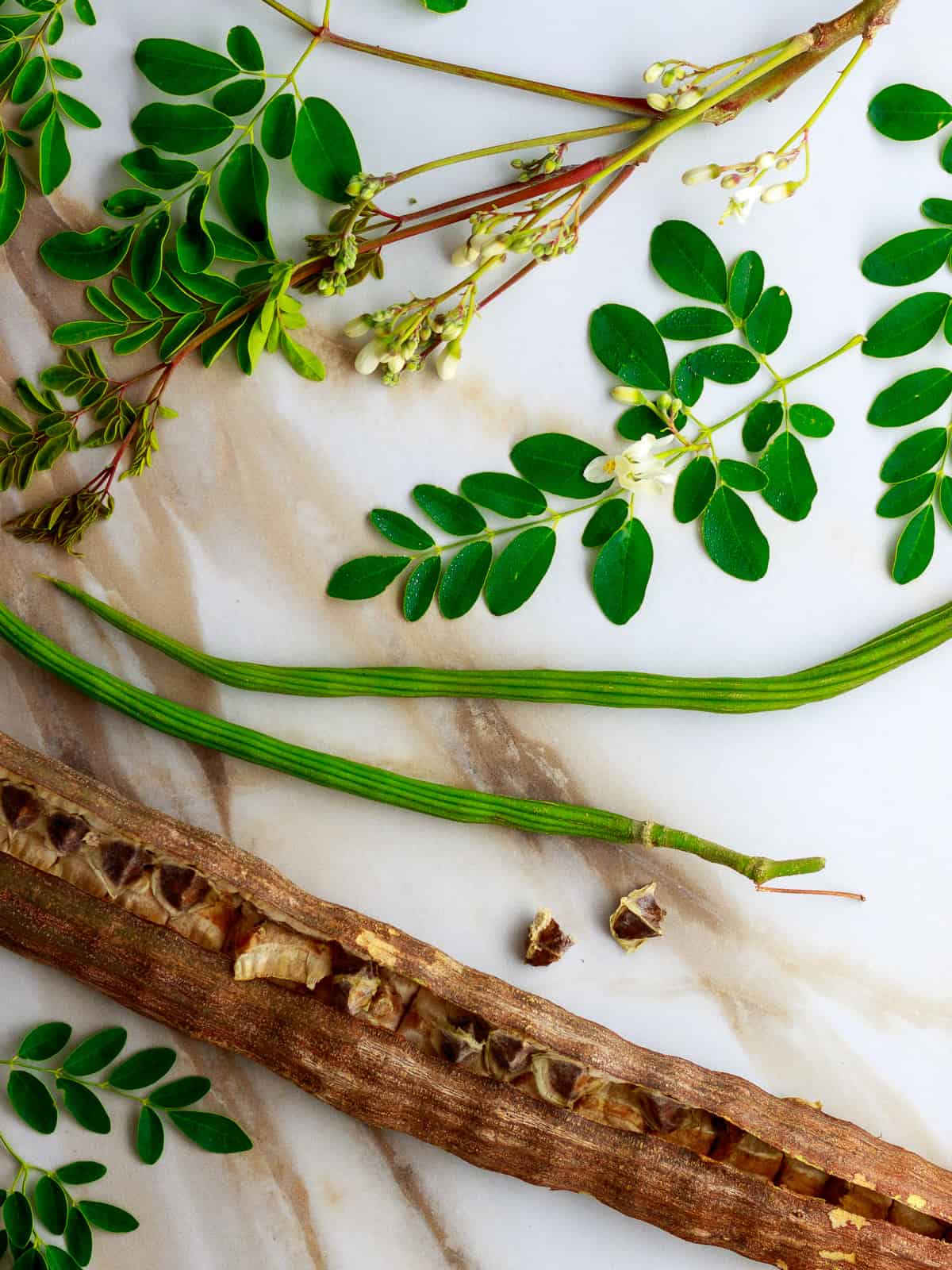 Moringa plant leaves, flowers, pods and seeds.