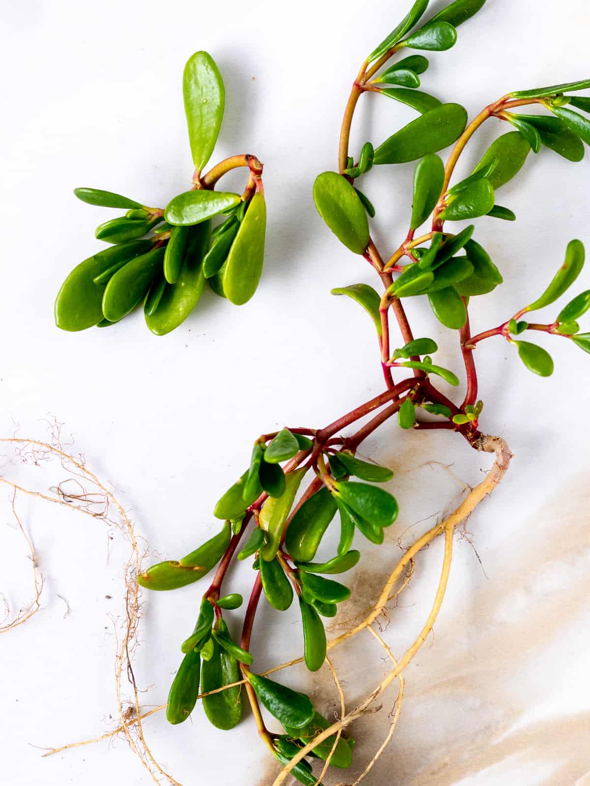 Edible wild-harvested sea purslane..