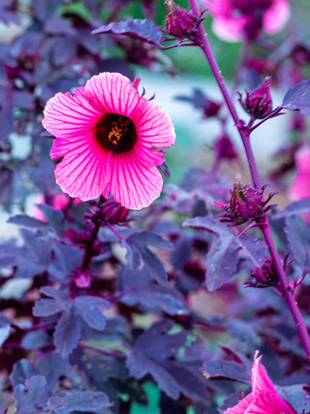 False roselle has pink flowers and purple maple leaf shaped leaves.