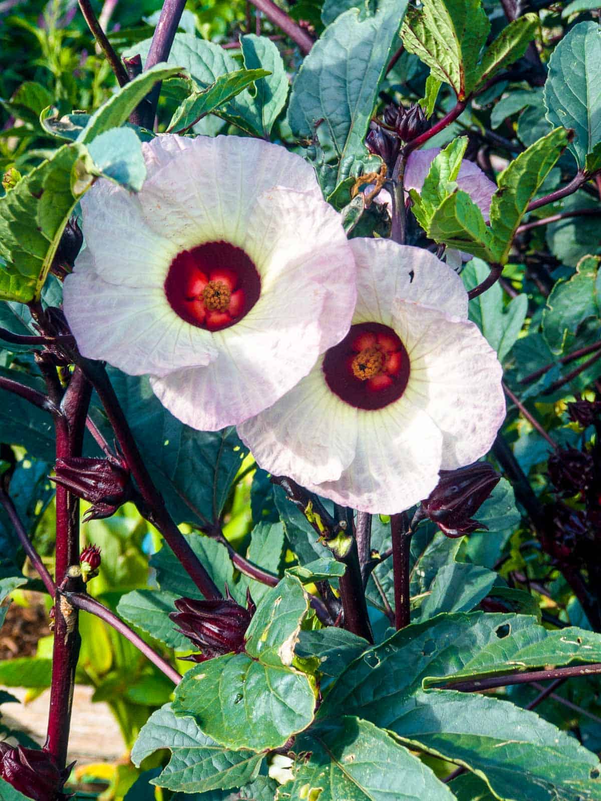 Roselle hibiscus has white flowers and deep red fruit that can be made into jams, relish and beverages.