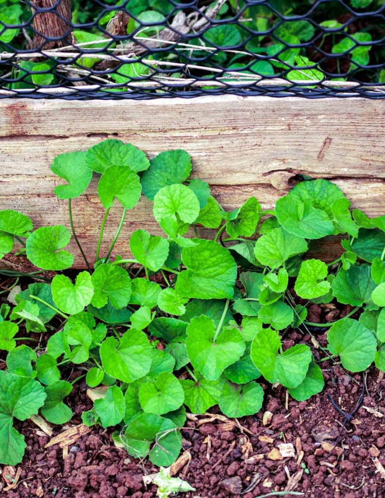 gota kola plant has a spreading growth pattern in the garden.