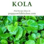 Photo of gotu kola leaves with text title above.