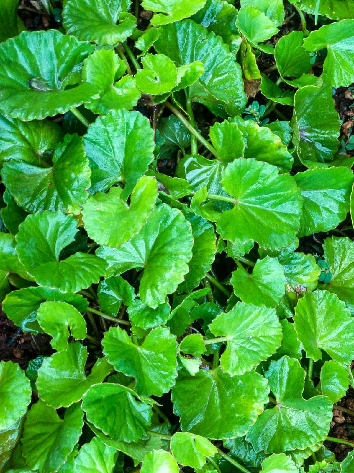 Thick patch of gotu kola leaves growing as a ground cover.