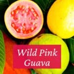 Green and yellow skinned whole guava with a halved fruit showing pink interior.