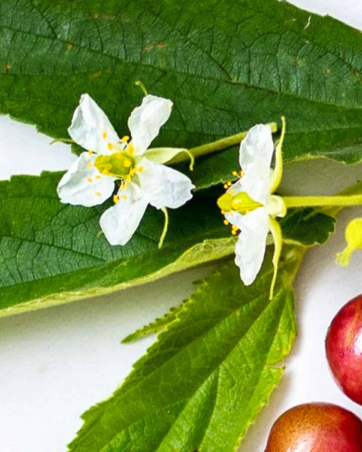 Two delicate white flowers on a branch with green leaves and red fruit.