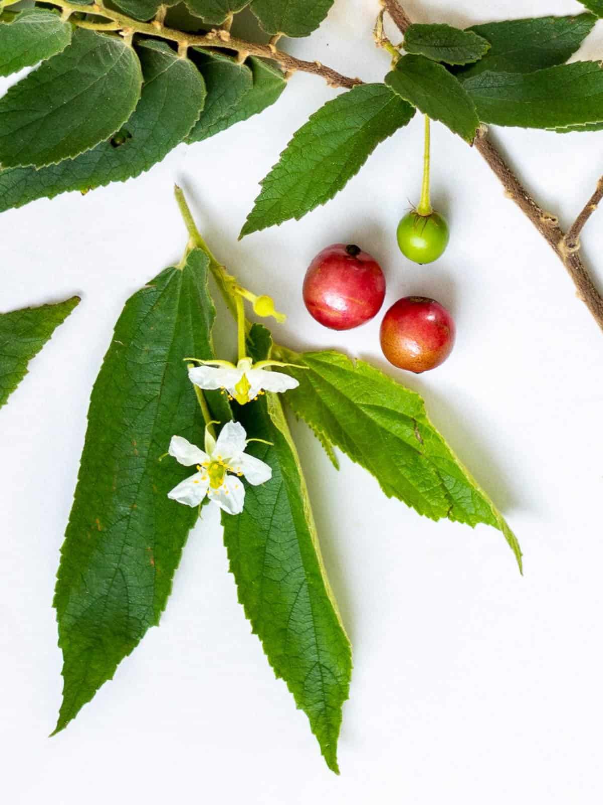 Jamaica cherry plant display with fruit, flowers and leaves.