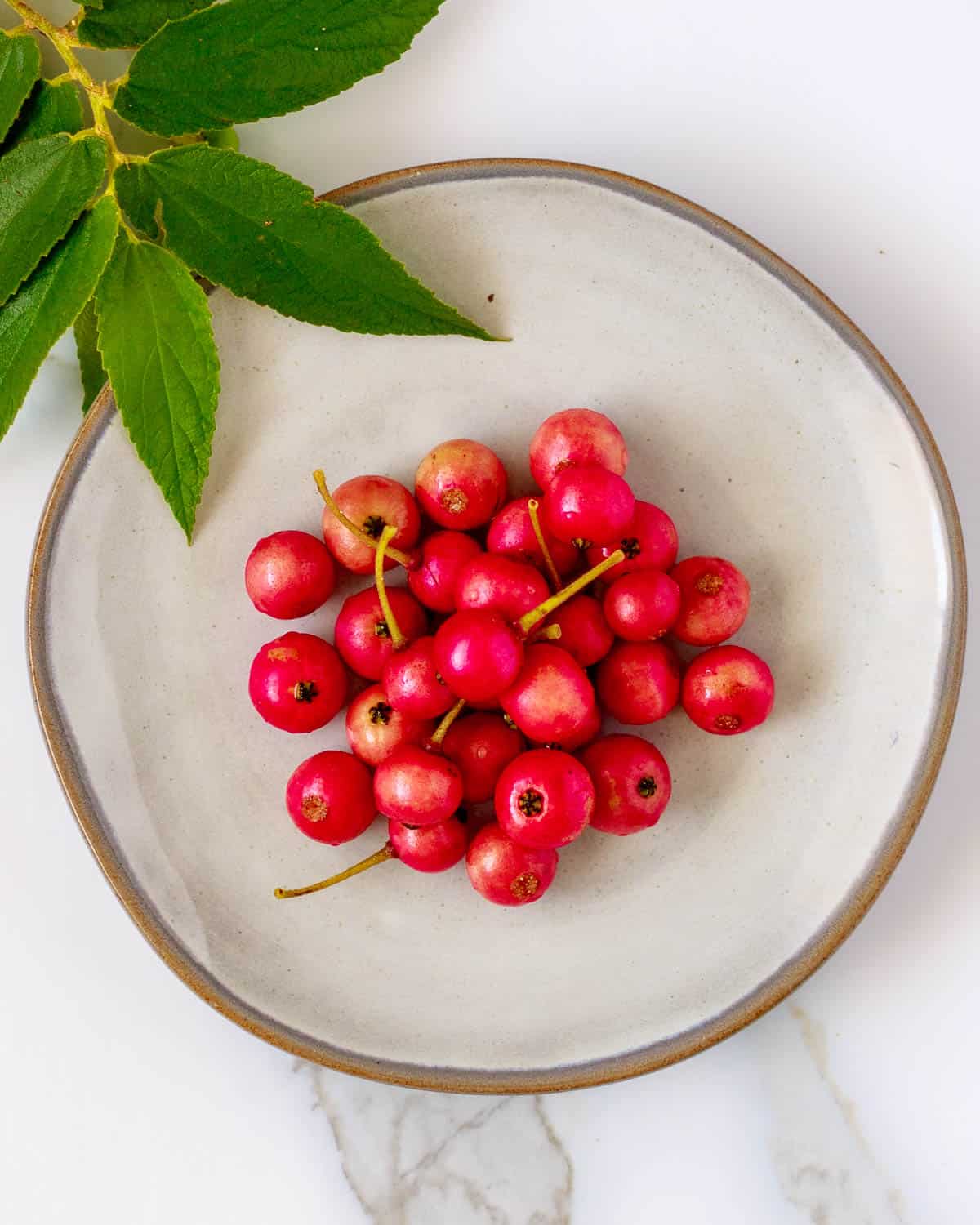 Tiny red berries of a tropical tree sitting on a plate.