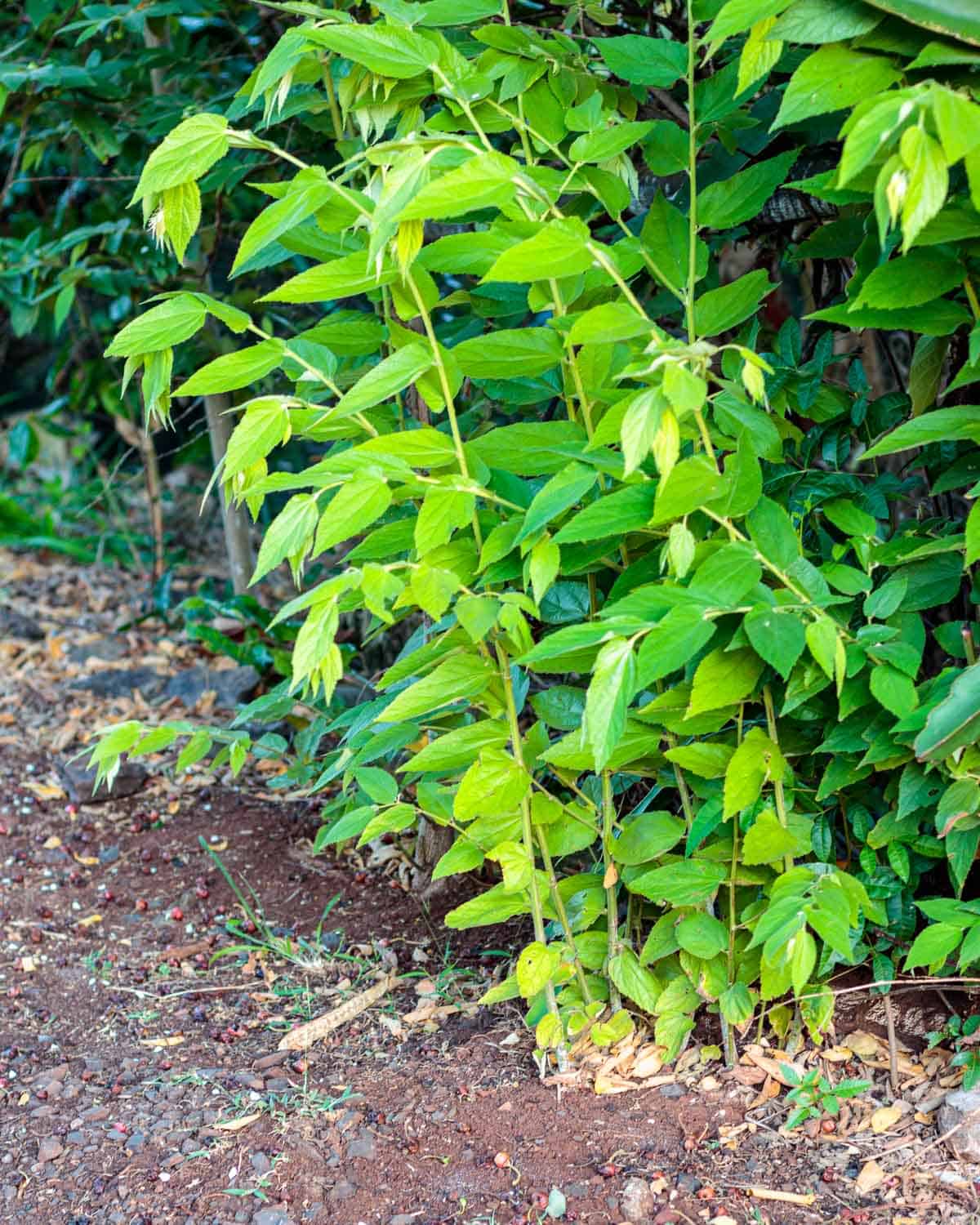 Suckers from a tropical tree growing tall.