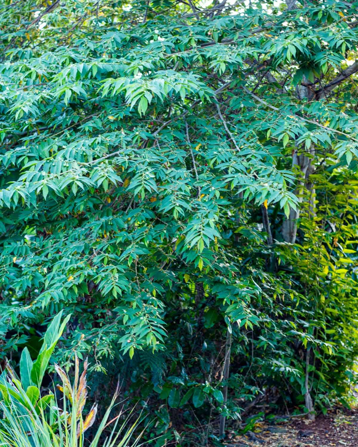 Heavy green foliage of a large tropical tree.