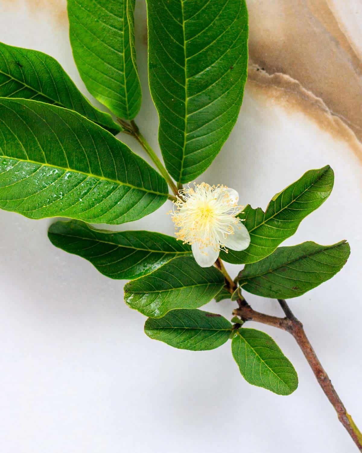 Delicate white flowers with pom-pom spry in the center.